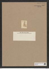 Pyxidicula spec.? (de-Toni-Nr.: Genus 188) Zeichnungen Sammlung Grunow Nr. 8332 (NHMW-BOT-W0377734)